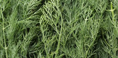 Arka plan olarak Aromatik taze dereotu, yakın görünüm