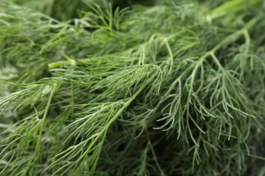 Arka plan olarak Aromatik taze dereotu, yakın görünüm