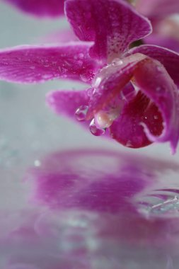 Güzel orkide çiçekleri ve su damlaları ayna yüzeyine, yakın çekim