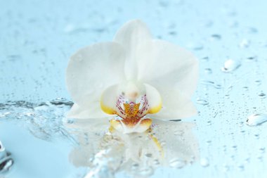 Güzel orkide çiçeği ve su aynanın yüzeyine düşer, yakın plan