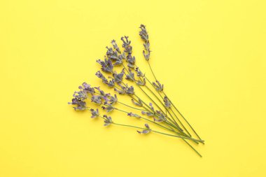 Sarı arkaplandaki lavanta çiçekleri düzdü.