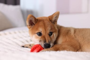 Şirin Shiba Inu yavrusu evde topla oynuyor.