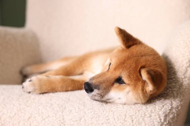 Şirin Shiba Inu evdeki koltukta oturuyor.