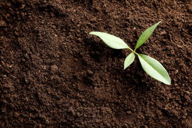 Arka plan olarak toprakta büyüyen genç bitki, üst görünüm