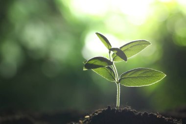 Topraktan büyüyen yeşil yapraklı genç bitki, yakın plan. Metin için boşluk