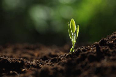 Topraktan büyüyen yeşil yapraklı genç bitki, yakın plan. Metin için boşluk