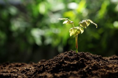 Topraktan büyüyen yeşil yapraklı genç bitki, yakın plan. Metin için boşluk