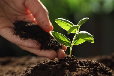 Genç bitkilerin altına toprak koyan kadın, yakın plan.