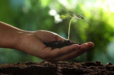 Genç bitkilerle toprağı tutan kadın, yakın plan.