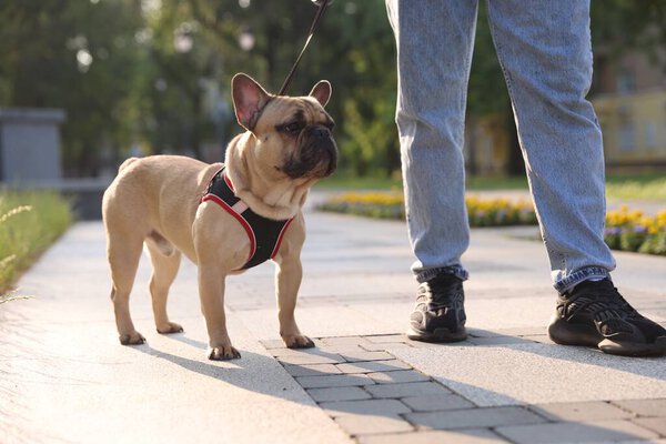 Man with his cute French bulldog in park, closeup