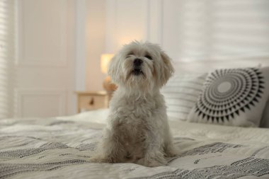 Evdeki yatakta tatlı beyaz Maltese köpeği