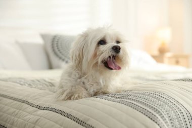 Evdeki yatakta tatlı beyaz Maltese köpeği