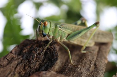 Açık havada bir çekirge var, yakın plan. Vahşi böcek.