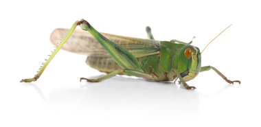 Beyaz arka planda bir çekirge. Vahşi böcek.