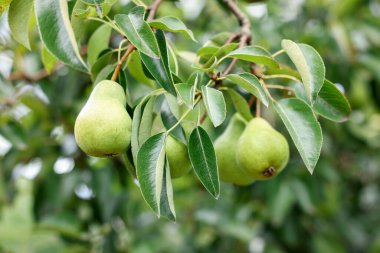 Bahçesinde meyveler olan armut ağacı dalı, yakın plan.