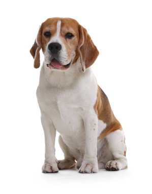 Beyaz arka planda sevimli bir Beagle köpeği. Sevimli hayvan.