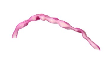 Bir dilim taze kırmızı lahana beyaza izole edilmiş.