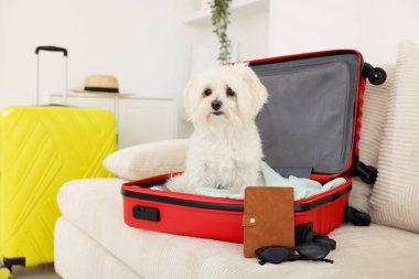 Evcil hayvan oteli. Kanepenin içinde kişisel eşyaları olan şirin bir Maltese köpeği, mesaj atmak için yer var.