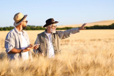 Olgun buğdaylı tarlada çiftçiler