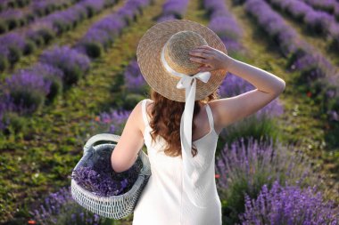 Lavanta tarlasında hasır şapkalı ve sepet dolusu güzel çiçekli bir kadın.