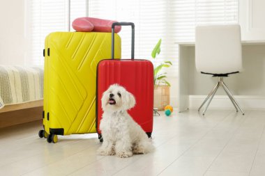 Evcil hayvan oteli. Şirin Maltese köpeği ve bavulları yerde.