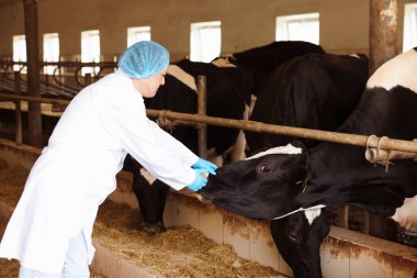 Süt çiftliğindeki ahırın içinde şirin inekleri olan veteriner.