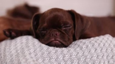 Şirin Brabancon Griffon köpek yavrusu evcil hayvan yatağında, kamera içeri giriyor.