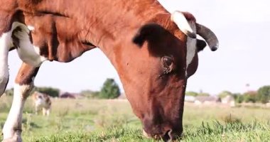 Yeşil çayırlarda otlayan güzel inek