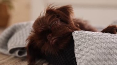 Şirin Griffon yavrusu evcil hayvan yatağında uyuyor.