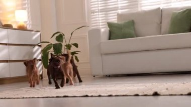 Şirin Griffon yavruları içeride oyuncaklarla oynuyorlar.