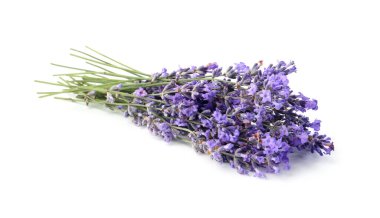 Güzel lavanta beyazı izole edilmiş. Güzel kokulu çiçekler.