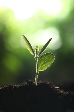 Topraktan büyüyen yeşil yapraklı genç bitki, yakın plan.