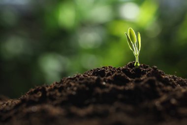 Topraktan büyüyen yeşil yapraklı genç bitki, yakın plan. Metin için boşluk