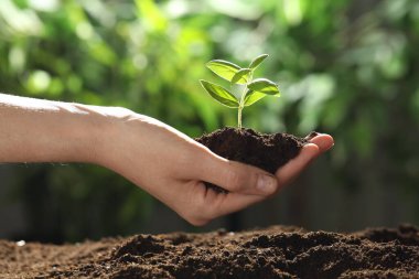 Genç bitkilerle toprağı tutan kadın, yakın plan.