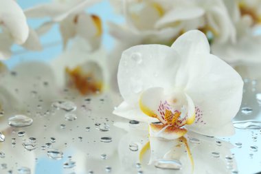Güzel orkide çiçekleri ve su damlaları ayna yüzeyine, yakın çekim