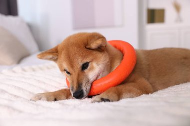 Şirin Shiba Inu yavrusu evde yüzük oyuncağıyla oynuyor.