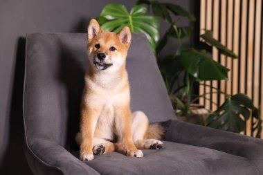Şirin Shiba Inu köpek yavrusu evde koltukta, mesaj için yer var.