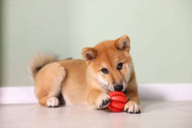 Şirin Shiba Inu yavrusu evde topla oynuyor.