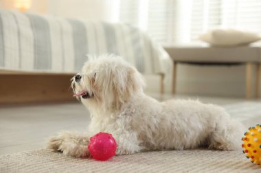 Evinde oyuncakları olan sevimli beyaz Maltese köpeği.