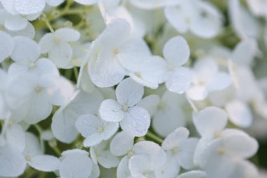 Arka planda su damlaları olan güzel beyaz ortanca çiçekleri, yakın plan