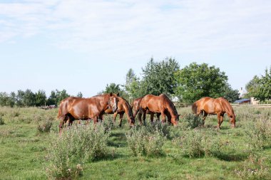 Güneşli bir günde çayırda otlayan güzel atlar