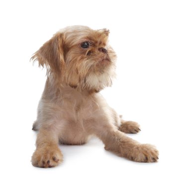 Beyaz arka planda şirin Brüksel Griffon köpek yavrusu