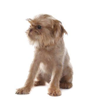 Beyaz arka planda şirin Brüksel Griffon köpek yavrusu