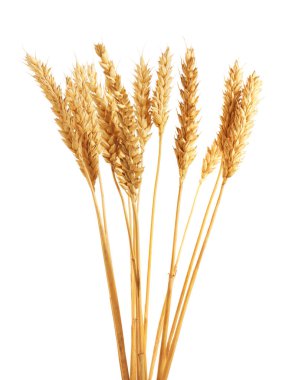 Birçok altın buğday kulağı beyaza izole edilmiş