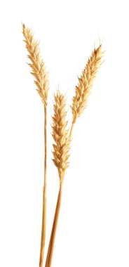 Beyaz üzerinde üç altın buğday kulağı