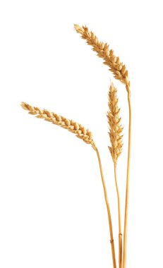 Beyaz üzerinde üç altın buğday kulağı