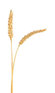 İki altın buğday kulağı beyaza izole edilmiş.