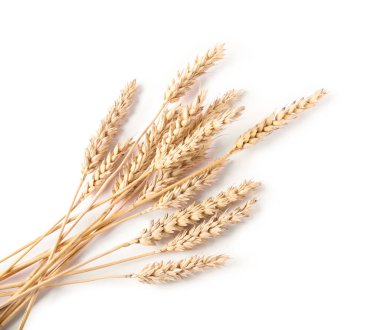 Birçok kuru buğday kulağı beyaz, üst görünümde izole