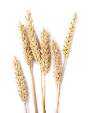 Birçok kuru buğday kulağı beyaz, üst görünümde izole