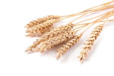 Birçok kurutulmuş buğday kulağı beyaza izole edilmiş.